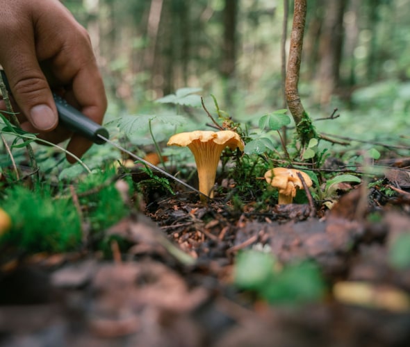 A forager cuts a mushroom off a forest floor with a knife.