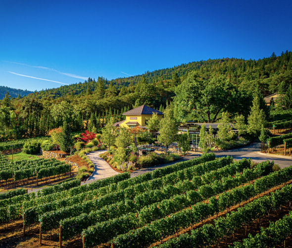 The vineyards at DANCIN Vineyards in Medford, Oregon.