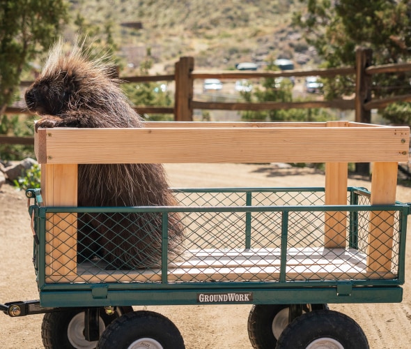 A quillber at Animal Ark in Reno, Nevada rides in a wagon.