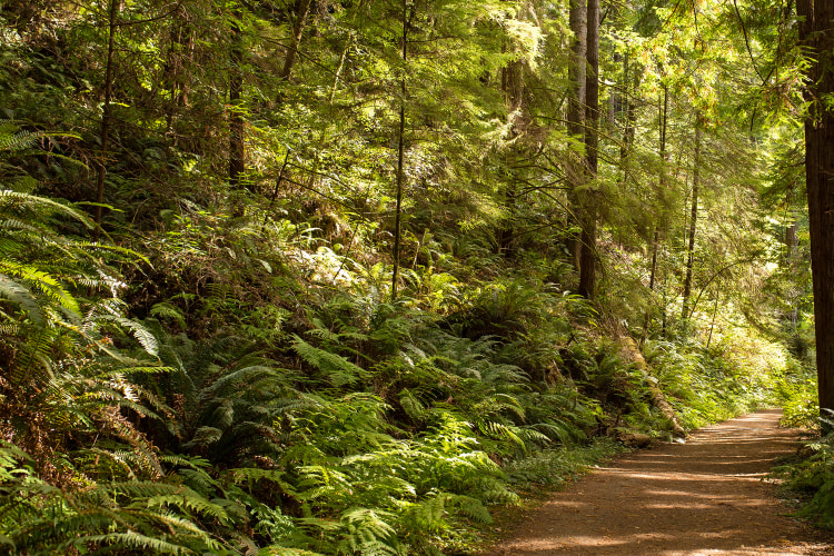 Hidden Gems in Sonoma County, California Via