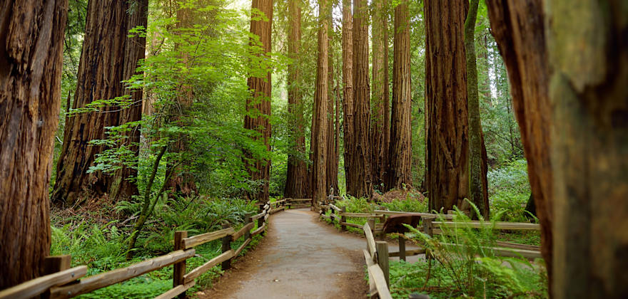 a trail through Muir Woods