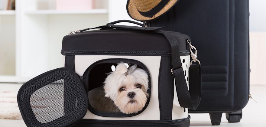 How to Fly With Pets