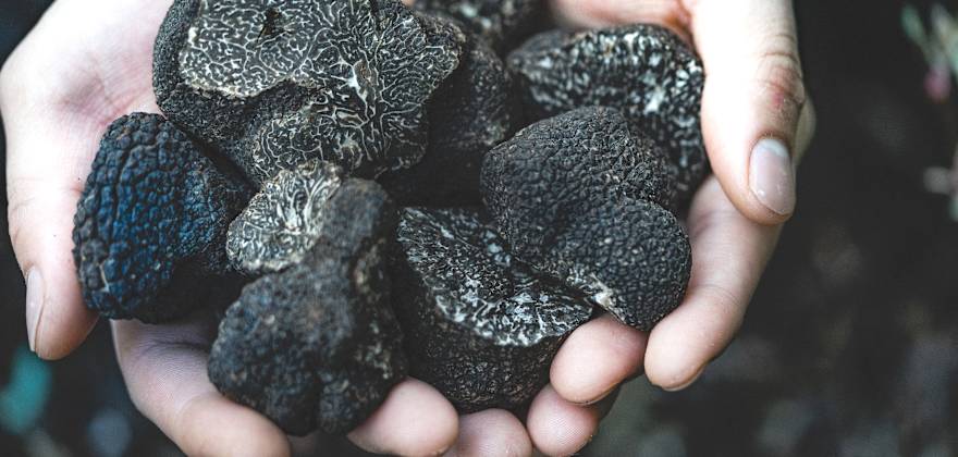 Indulge in the Oregon Truffle Festival in Eugene