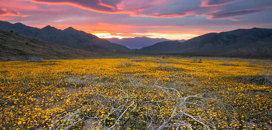 Desert Wildflowers: The West's Spring Treat