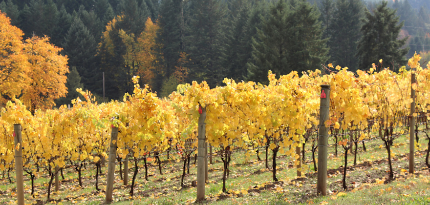 A Weekend in Forest Grove, Oregon
