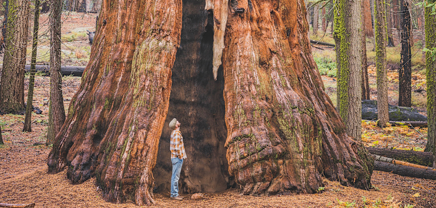 5 Exceptional Bay Area Redwood Groves