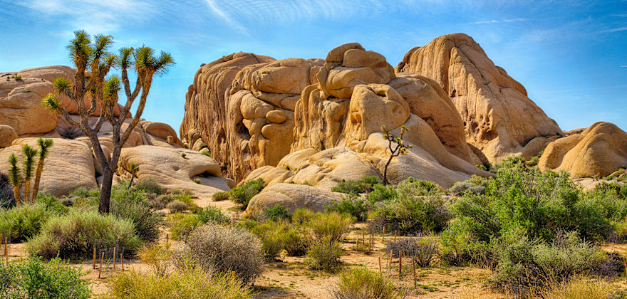 Where the Joshua Trees Grow