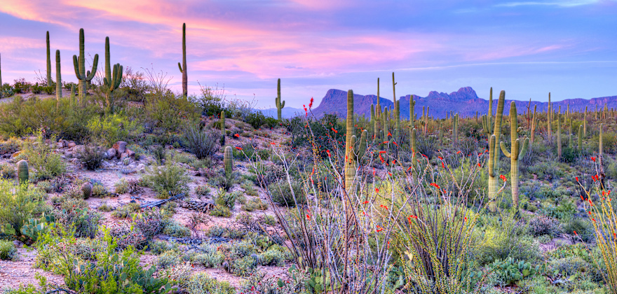 A purple and blue sunset in Saguaro National Park outside of Tucson.