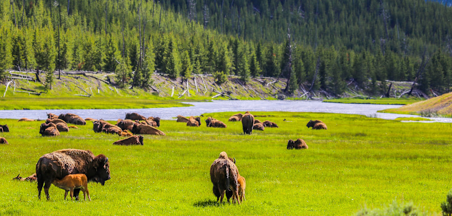 Surprising Facts About Yellowstone National Park