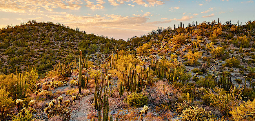 Things to Do in Ajo, Arizona