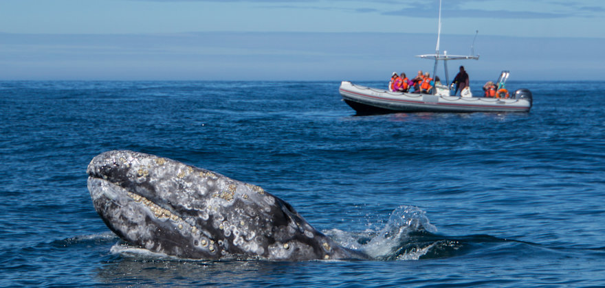 Whale Watching Getaway in Depoe Bay, Oregon