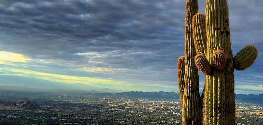 saguaro cactus on Camelback Mountain looks over Phoenix, Arizona