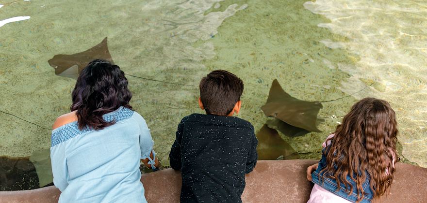 Stingray Touch Exhibit at the Arizona-Sonora Desert Museum