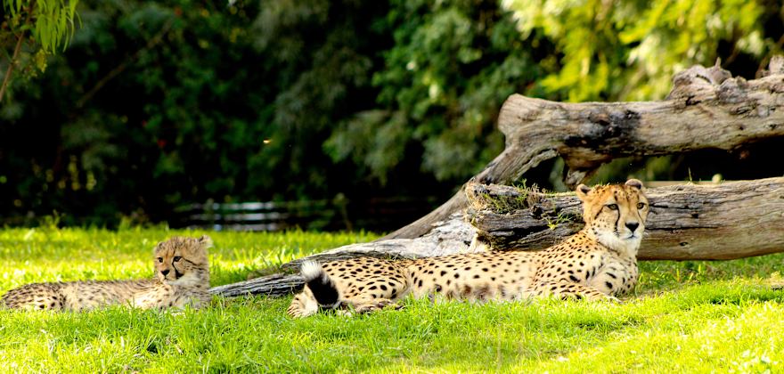 Must-See Animals at the San Diego Zoo