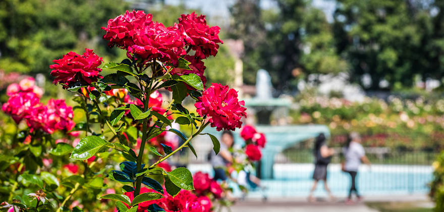 Stunning Rose Gardens in Northern California