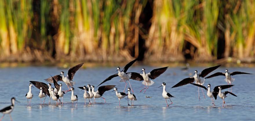 Members' Favorite Wildlife Refuges in the West