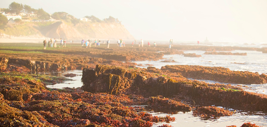 the active tide pools at Fitzgerald Marine Reserve in Moss Beach, San Mateo County, California.