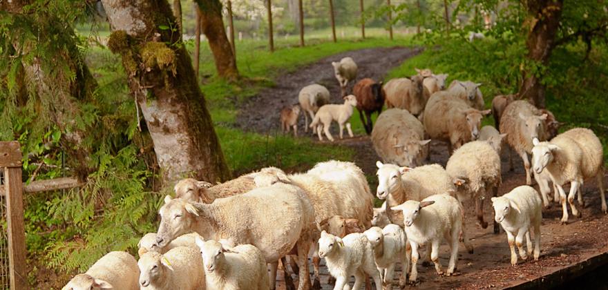 Wandering Willamette Valley's Back Roads