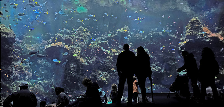 Top Aquariums in the West