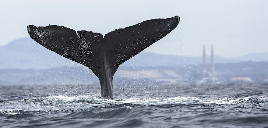 Whale Watching in Northern California and Oregon