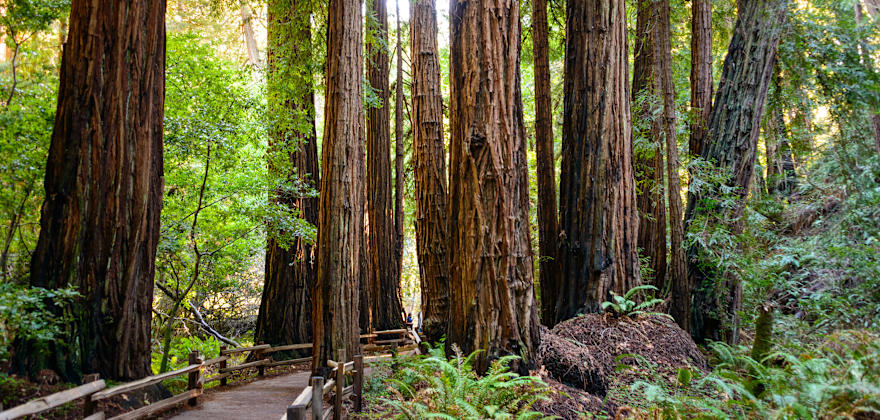 What to See and Do in Muir Woods National Monument