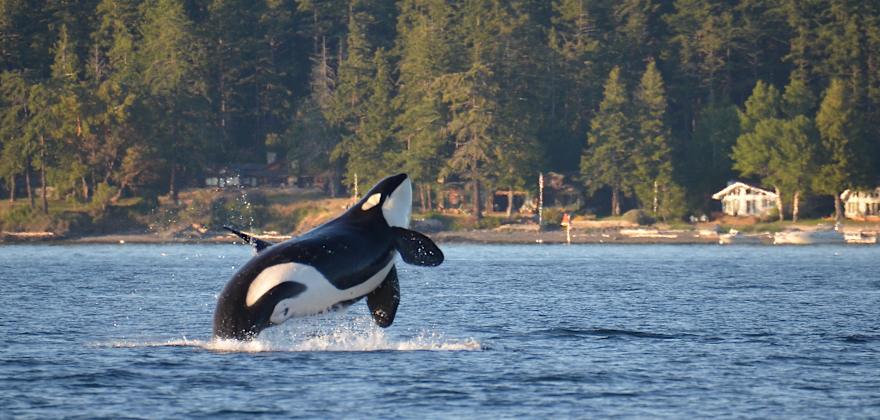 9 Places to See Whales Along the West Coast