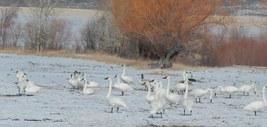 Silver Creek Preserve's Spring-Fed Beauty