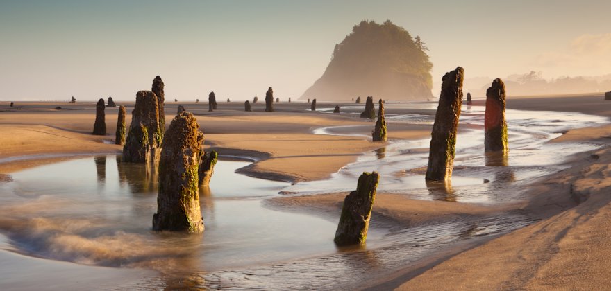 Discover Oregon's Haunting Neskowin Ghost Forest