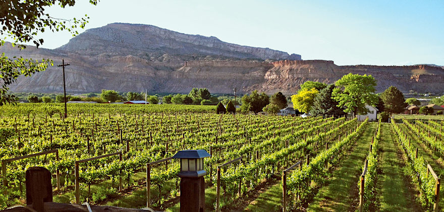 Top Wineries in Colorado, Wyoming, and Montana