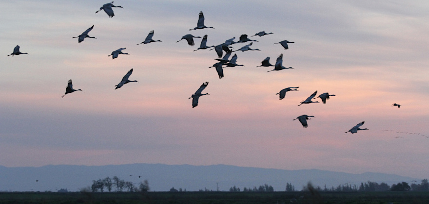 Watch Sandhill Cranes Take Flight in Lodi, California