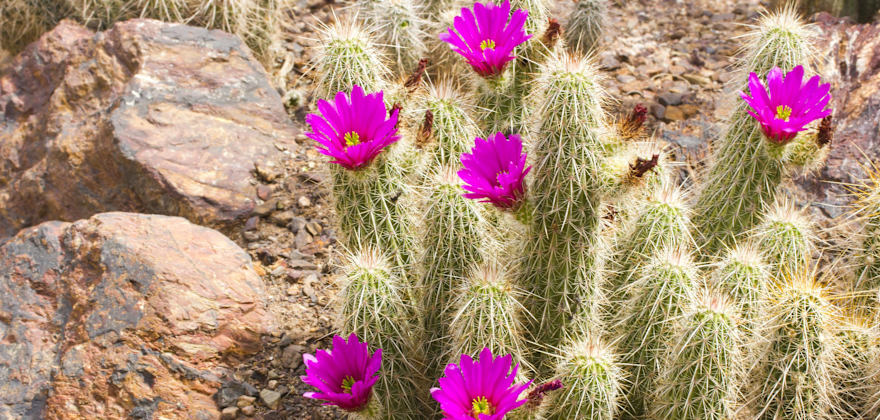 Where to Find Saguaros and Other Dazzling Cactus in the West