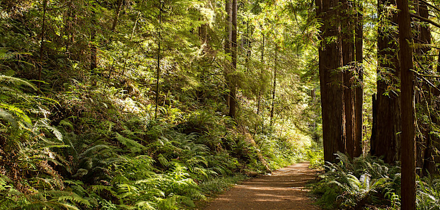 trail through redwoods in Mendocino, California