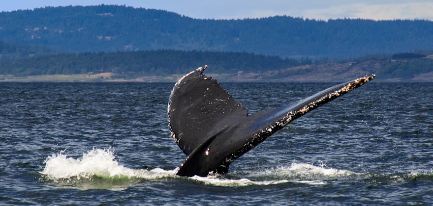 Whale Watching in the West