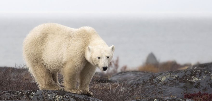 Polar Animal Encounters