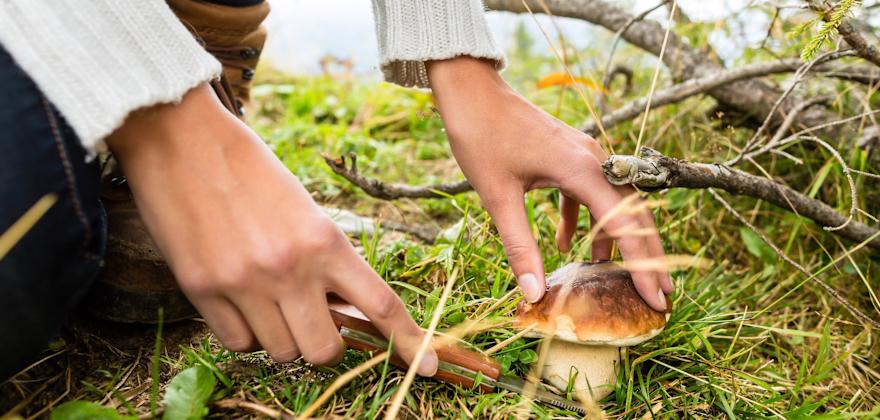picture of a woman foraging a porcini mushroom in a forest