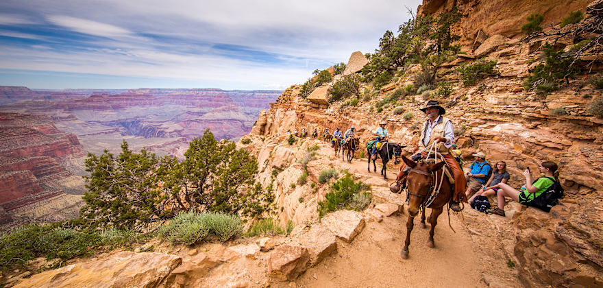 Mule Rides in the Grand Canyon and Beyond