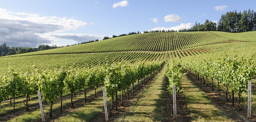 5 Places to Sip Pinot Noir in the Willamette Valley