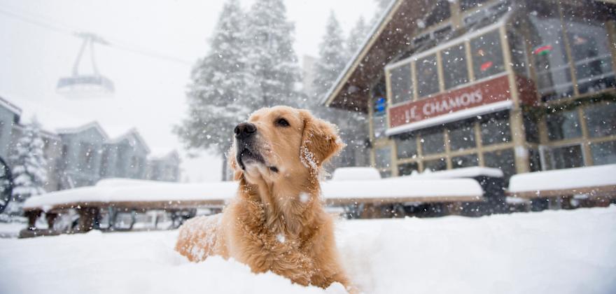 Top Lake Tahoe Après-Ski Spots