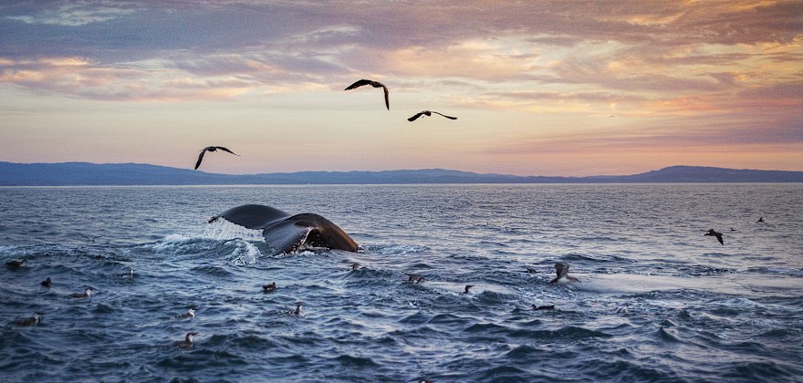 What to Do, See, and Eat in Monterey, CA