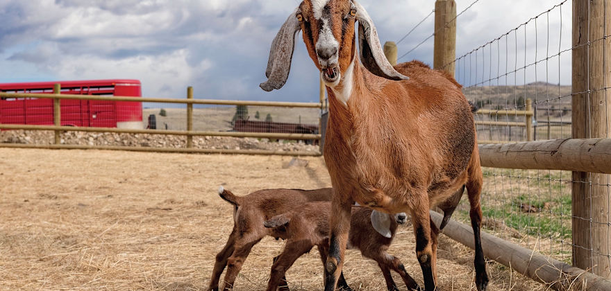 7 Farms to Visit for a Country Escape