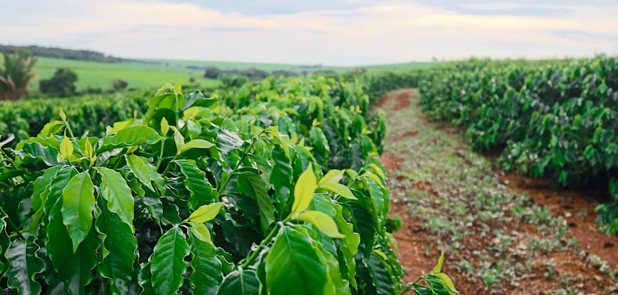 Rows of coffee trees on a Hawaiian coffee farm at sunset.