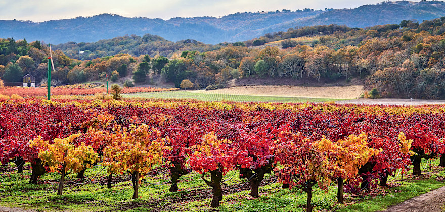 Napa and Sonoma Come Back to Life After Fires
