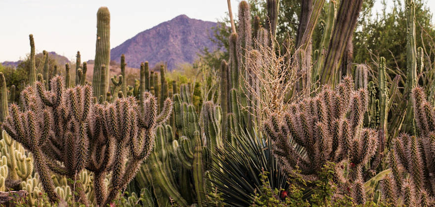 organ pipes rise up in the background of the scenic landscape at Desert Botanical Garden