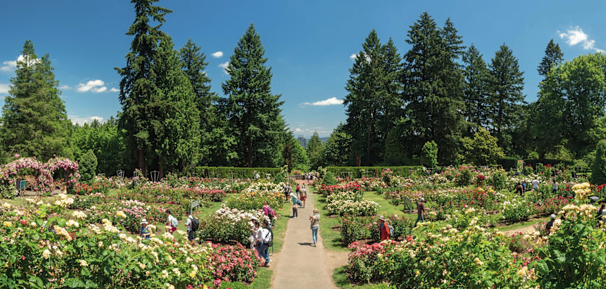 Visitors explore the International Rose Test Garden on a sunny day.