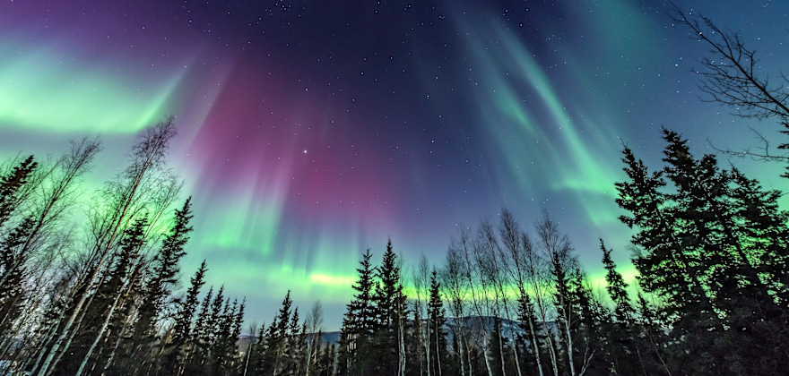 Northern lights above the trees in Fairbanks, Alaska.