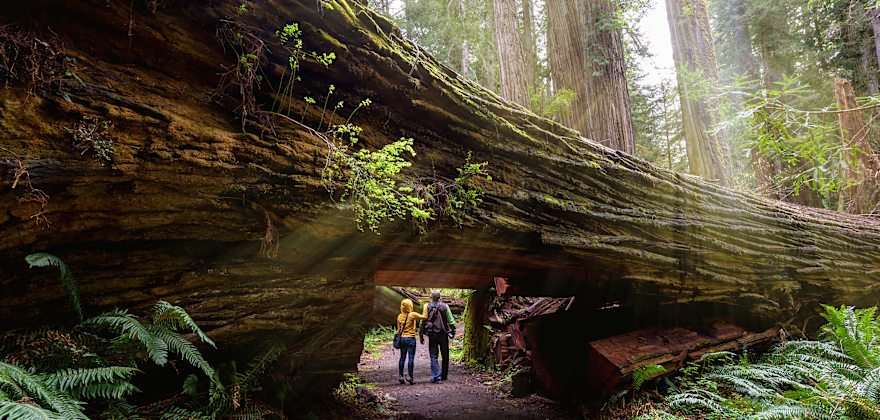 AAA Members hike through a massive tree trunk in Redwood National and State Parks.