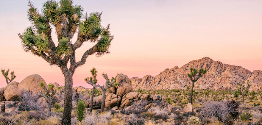 Complete Guide to Joshua Tree National Park