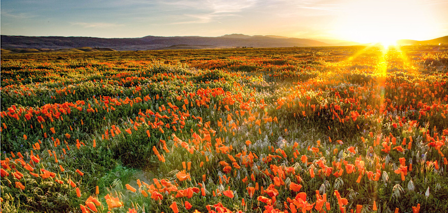 Large field of poppies at the Antelope Valley California Poppy Reserve, California at sunset.