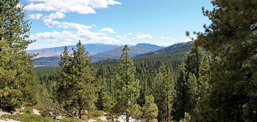 Ponderosa and Jeffrey pines in Crystal Peak Park, Verdi, Nevada