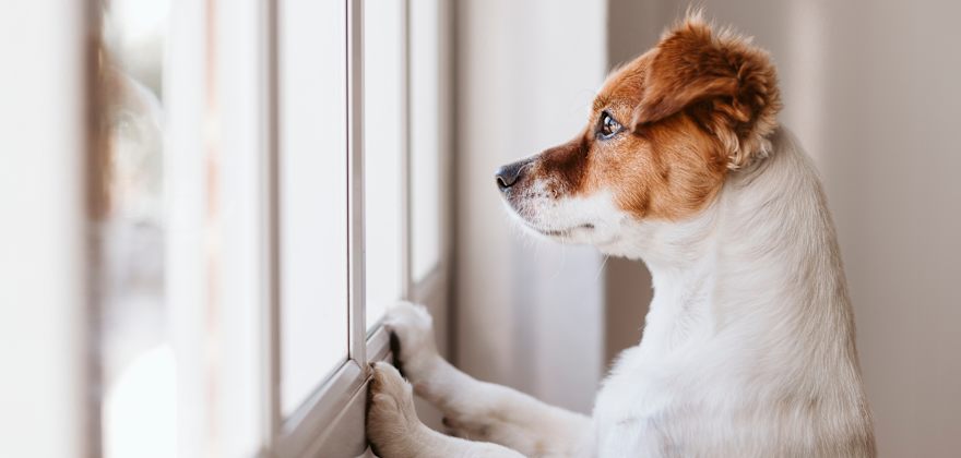 Disaster Prep for Pets Can Bring Peace of Mind